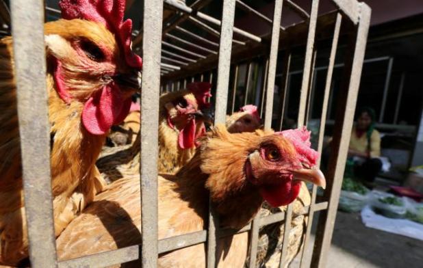 chicken 5 jan